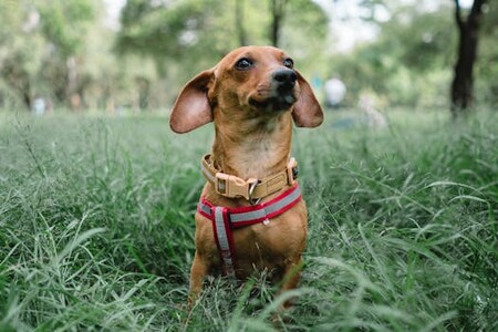 Shielding Your Furry Friend: Flea Protection for Dogs