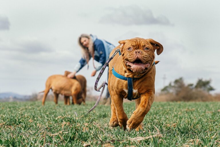 🐾 New Dog Laws in Greenville County: What Pet Owners & Breeders Need to Know (2025 Update)