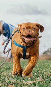 Board and train Greenville SC dog leash training