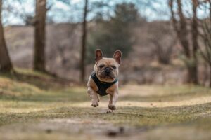 When Off‑Leash Obedience Isn’t Enough