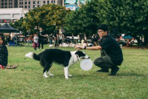 Off-Leash Training for Pet Dogs: How to Build Freedom Without Losing Control