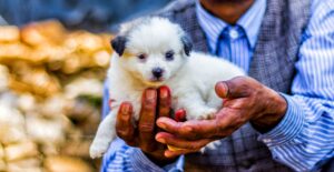 Top 5 Mistakes New Puppy Owners Make (And How to Avoid Them)