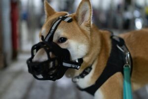 Why the Right Muzzle Size Makes a Huge Difference in Training Reactive Dogs