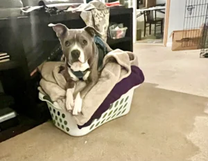 Shady, a rescue dog, improved obedience, impulse control, and reliability through basic training with Alyssa in Greenville, SC.