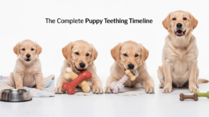 The image depicts a teething puppy with its tiny baby teeth visible, showcasing swollen gums and an array of safe chew toys nearby to help soothe its teething pain. The scene captures the natural teething process, illustrating the transition from baby teeth to adult teeth in a playful and engaging manner.