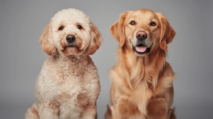 The image features a Goldendoodle and a Golden Retriever side by side, showcasing their distinct characteristics. The Goldendoodle has a wavy, low-shedding coat and floppy ears, while the Golden Retriever displays a classic double coat and friendly demeanor, highlighting the differences between these two beloved dog breeds.