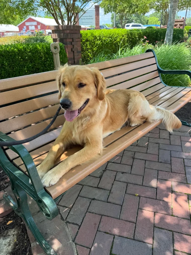 Goose the Golden Retriever practicing obedience and public manners during dog training with Alyssa in Greenville, SC