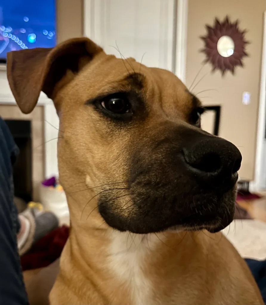 Juno the Boxer mix practicing key commands during dog training with Charlie in Greenville, SC 