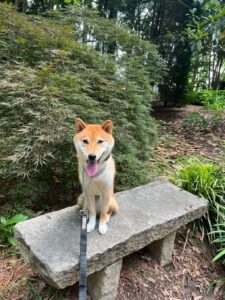 Shiba Inu sitting outdoors during dog potty training