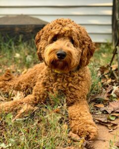 Curly brown dog resting outdoors during potty training