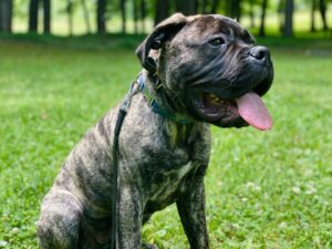 Brindle dog sitting on grass during potty training