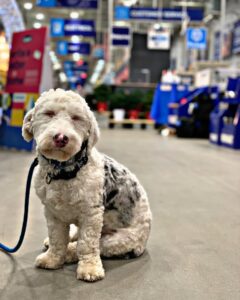 White puppy sitting indoors for puppy training cost guide