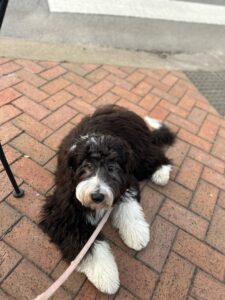 Black and white puppy on leash for puppy training guide