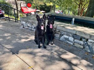 Two black dogs sitting together during heel training