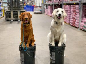 Two dogs practicing place commands for heel training