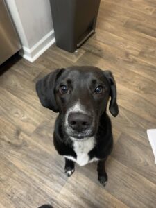 Black puppy looking up separation anxiety signs