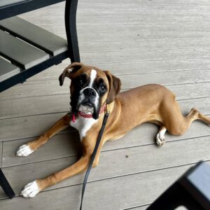 Boxer puppy resting outdoors separation anxiety guide
