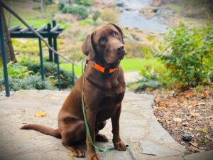 Chocolate Lab puppy sitting calmly on leash outdoors