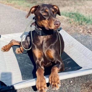 Doberman wearing e-collar resting on a training cot