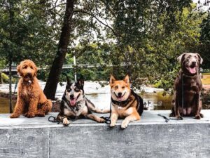 Four dogs outdoors before starting e-collar training