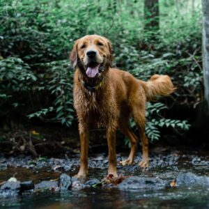 Golden retriever wearing a collar outdoors by a stream