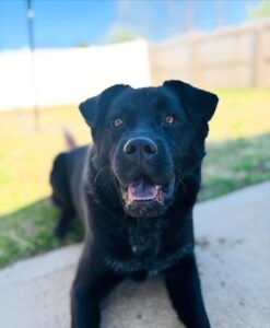 Black dog outdoors - why does my dog bark at every dog?