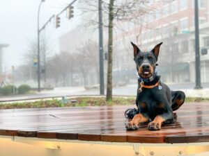 Doberman lying outdoors during dog training