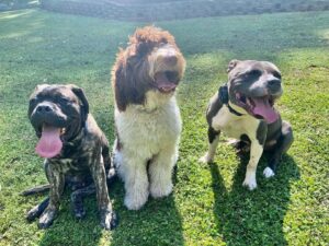 Three dogs sitting on grass during outdoor dog training