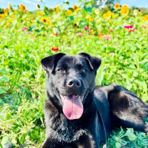 Black dog resting in grass near flowers with tongue out