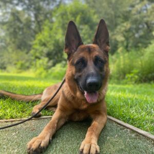 German Shepherd resting on grass with leash outdoors