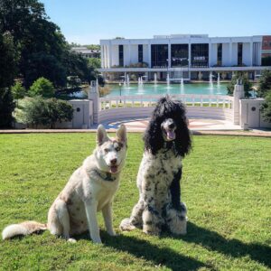 Husky and poodle sitting together outdoors
